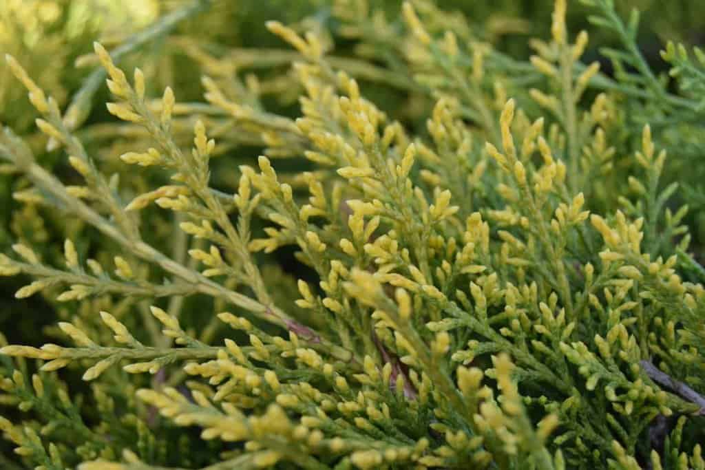 Juniperus x pfitzeriana 'Old Gold' 15-20 cm